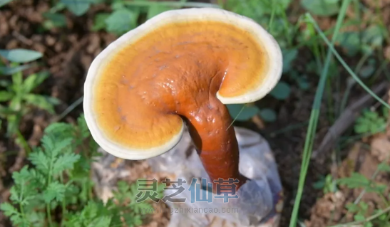 一味成方：如何挑选灵芝孢子油？八步工艺成就精品