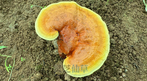 一文全面了解灵芝的功效和作用，灵芝吃法用法知识汇总