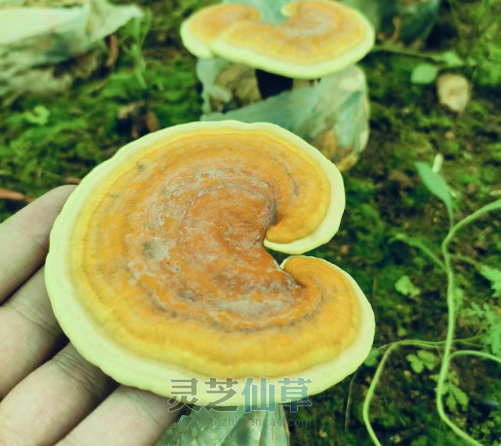 一文全面了解灵芝的功效和作用，灵芝吃法用法知识汇总