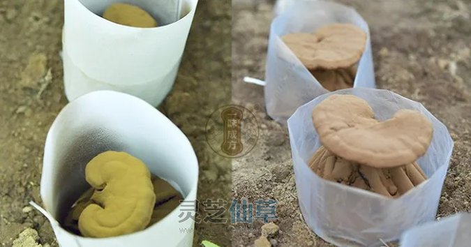 灵芝孢子粉喝着牙碜正常吗？还能不能喝？