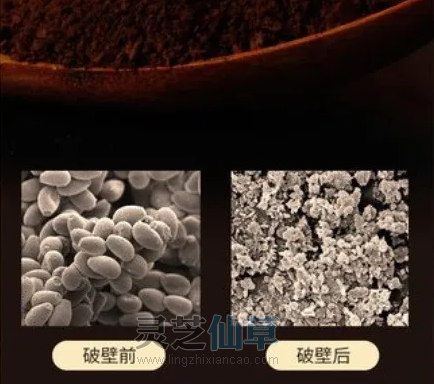 避坑：灵芝孢子粉要吃破壁的，否则没有用！
