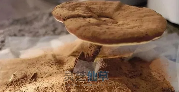 灵芝孢子粉喝着牙碜正常吗？还能不能喝？