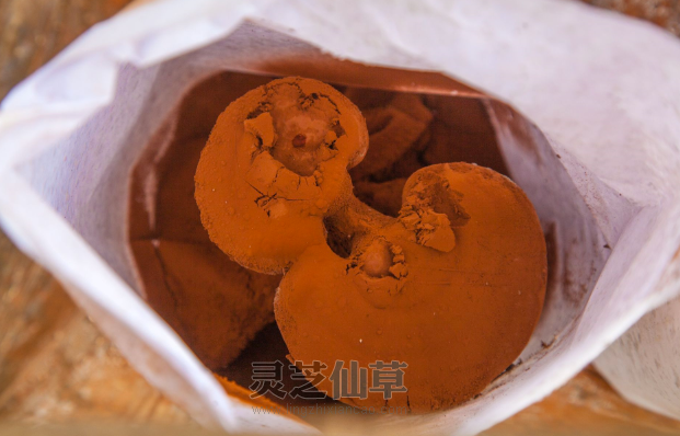 灵芝孢子粉的原料内幕！千万别吃错