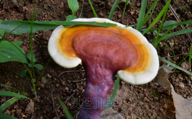 选择灵芝孢子粉时，衡量这两个基础因素就可以了
