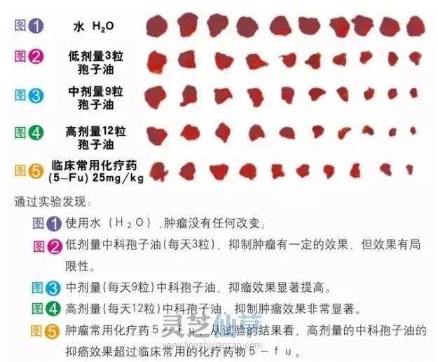 一文读懂灵芝孢子油和化疗药的区别！（收藏）