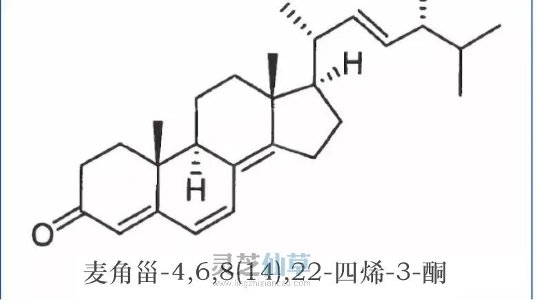 一味成方：灵芝孢子油对肝部的功能阐述