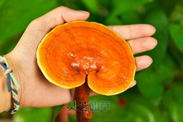 为什么一味成方灵芝孢子油姗姗来迟？