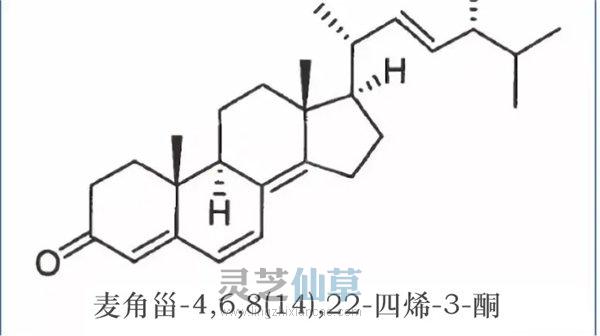 科普：选择灵芝孢子油的标准是什么？