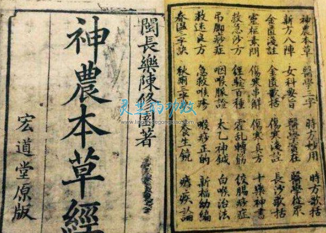 中医中单行的概念指的就是一味成方吗？