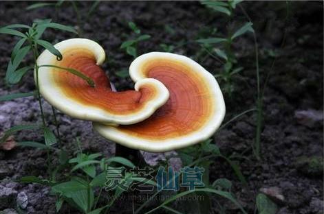 灵芝，凭什么被称为“长寿仙草”？好处太多了