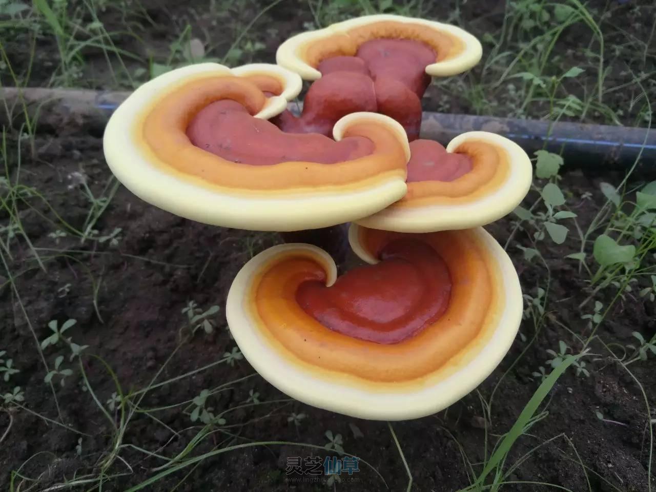 灵芝，凭什么被称为“长寿仙草”？好处太多了