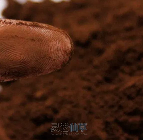 你喝的每一杯灵芝孢子粉，对身体有什么作用？
