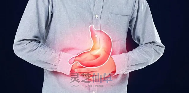 为什么长期服用灵芝孢子油对胃病有好处？灵芝，调胃、健胃、养胃！