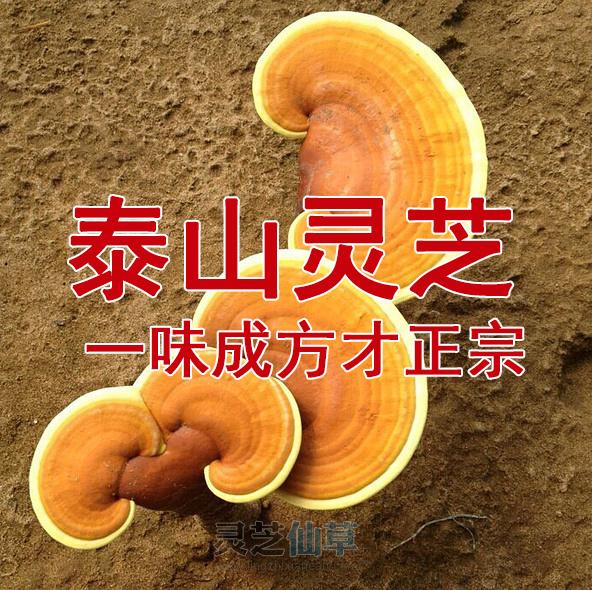李时珍为何在《本草纲目》中将灵芝列为“菜部”？