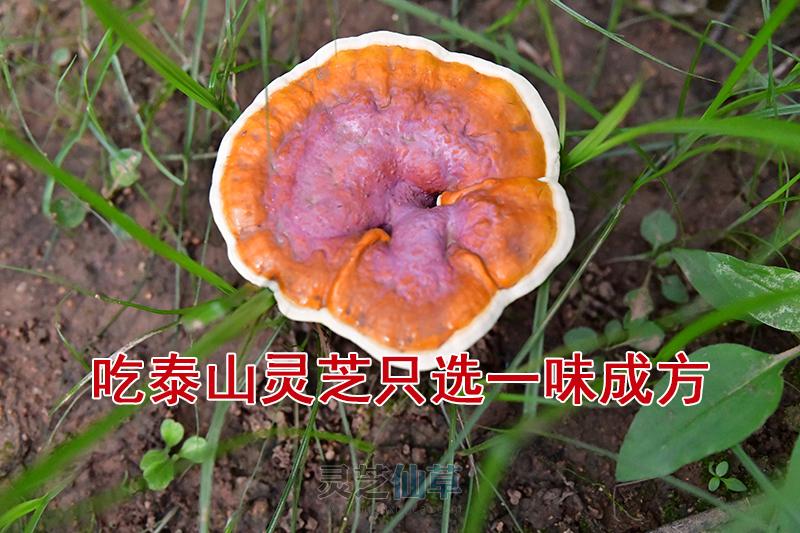 灵芝，不仅可调节血压还可调节血脂？