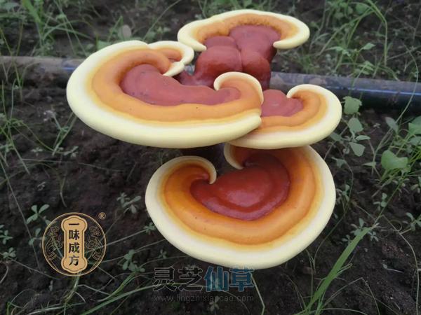 林志彬：灵芝有这10大功效