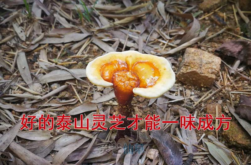 灵芝药理作用知多少？不仅能降低血脂、调节血脂，还能......