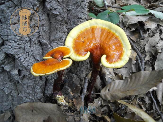 灵芝对糖尿病的七大好处