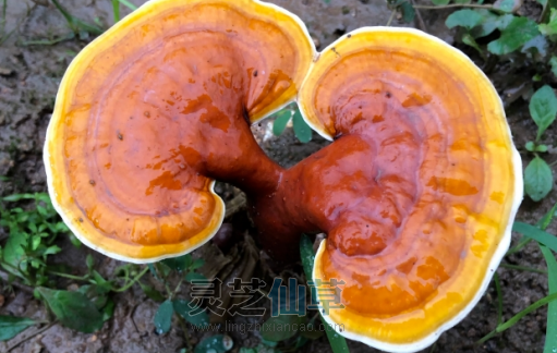 泰山老中医的药柜里，藏着无数人的“睡眠秘密”