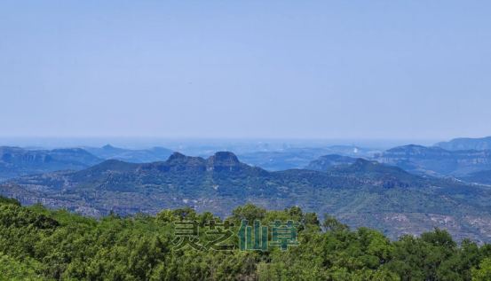 高手在民间：一味泰山灵芝调睡眠的土方子，传了好几代