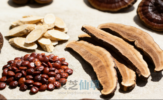 泰山寻方：一株灵芝，一味老方，一份睡眠智慧