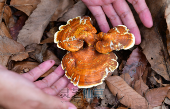 泰山里的“睡眠方”：从传承五代的土方到一瓶灵芝饮