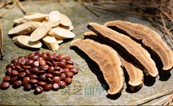 泰山灵芝：躺在老土方里上百年，凭什么能护人整夜安眠？