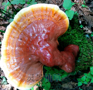 泰山灵芝：躺在老土方里上百年，凭什么能护人整夜安眠？